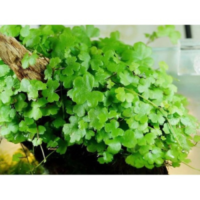 Гидрокотила Трипартита, шт